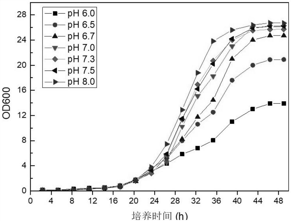 A strain of Rhodococcus rhodochrous and its application as an immune adjuvant in the preparation of vaccines