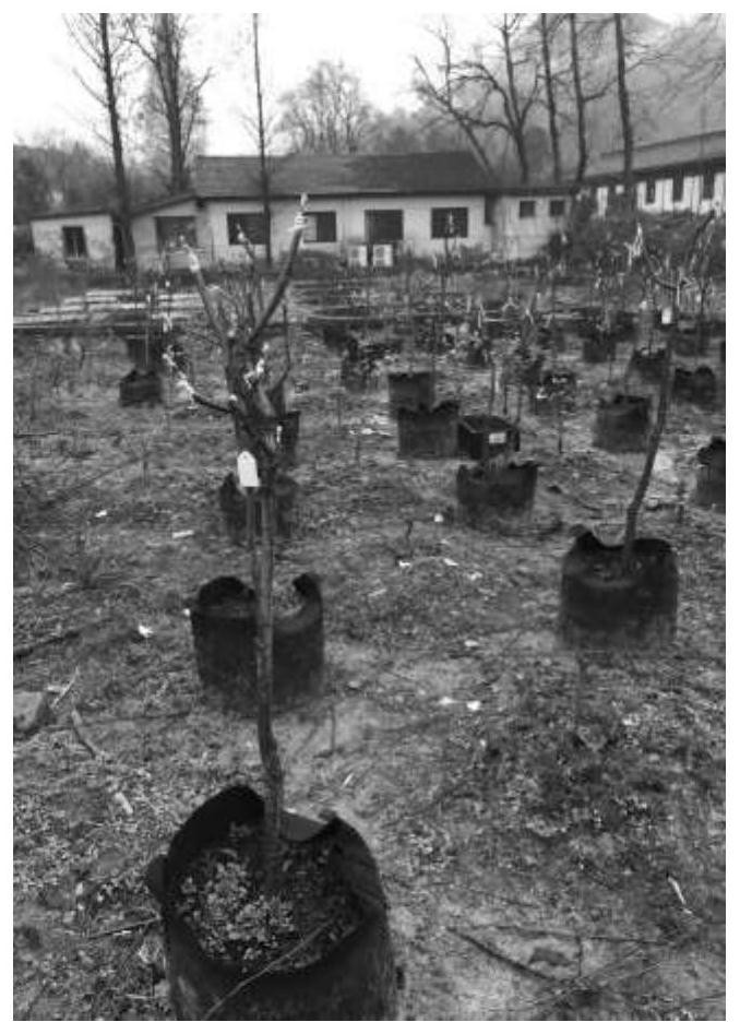 A kind of cherry blossom grafting propagation method