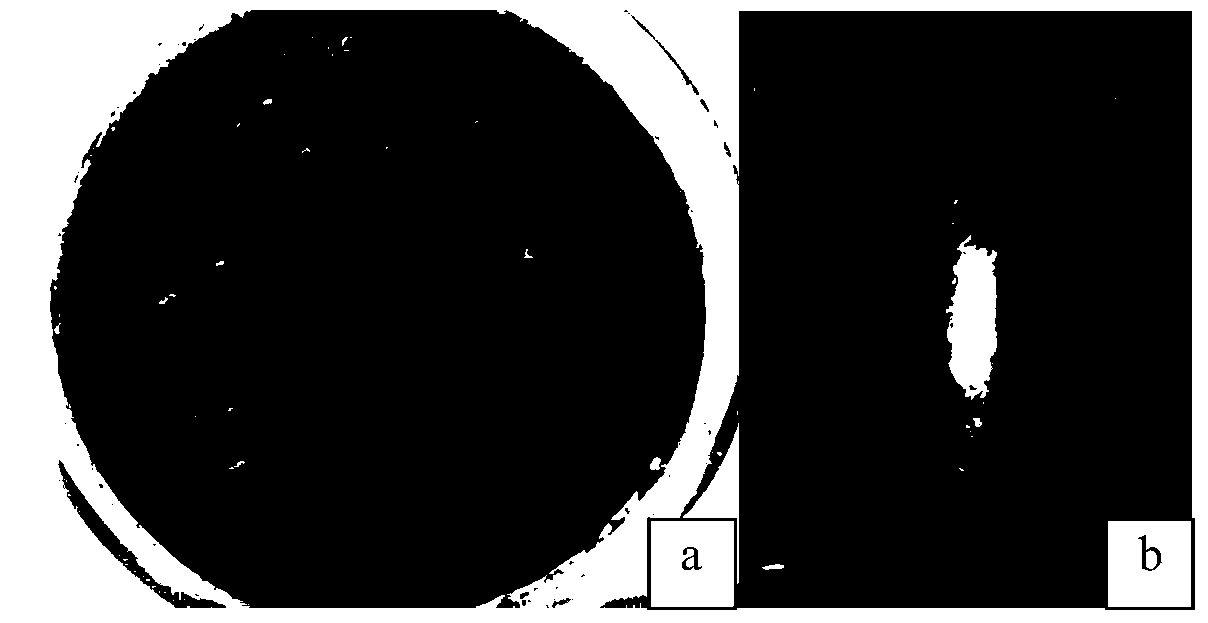 Rapid starting method of anaerobic ammonia oxidation reactor for enhancing sludge hydrolysis