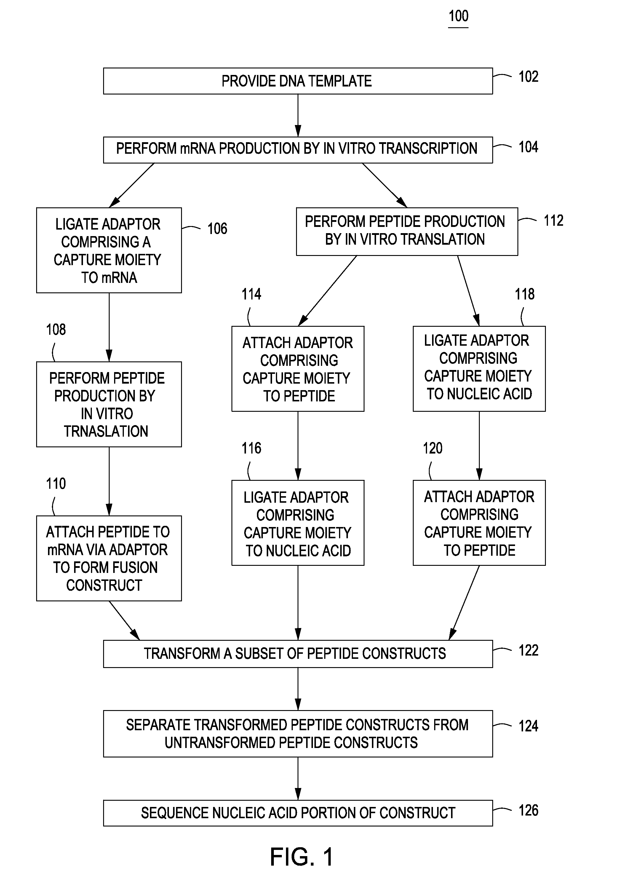 Peptide constructs and assay systems