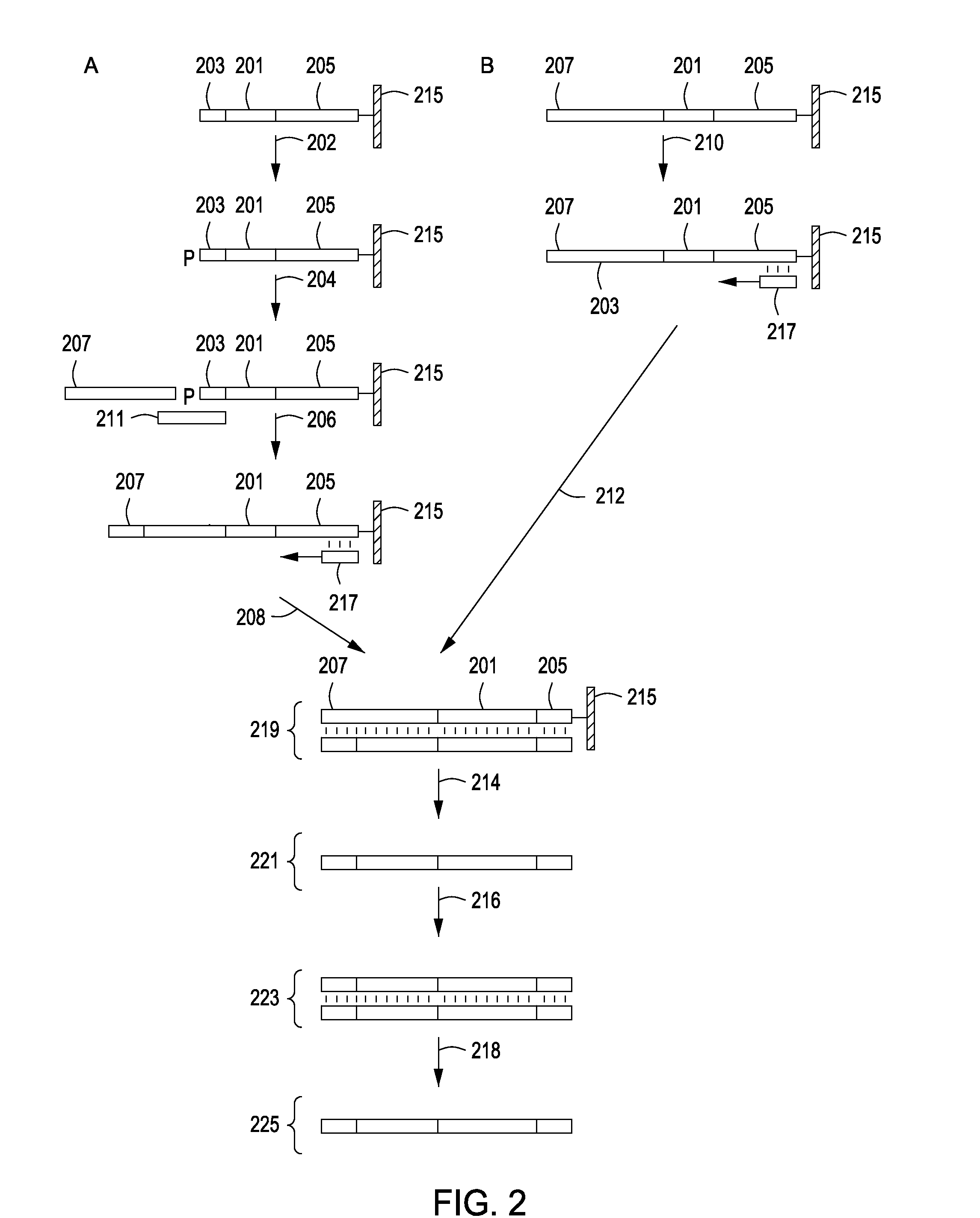 Peptide constructs and assay systems