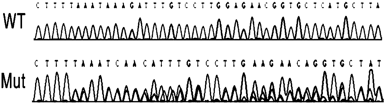 CRISPR/Cas12a gene editing system and application thereof