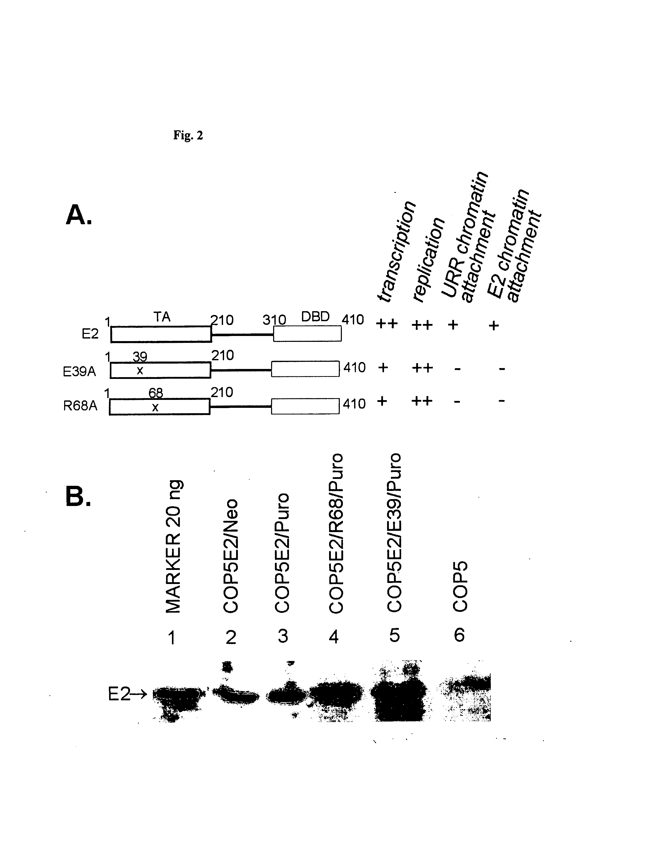 Vectors, cell lines and their use in obtaining extended episomal maintenance replication of hybrid plasmids and expression of gene products