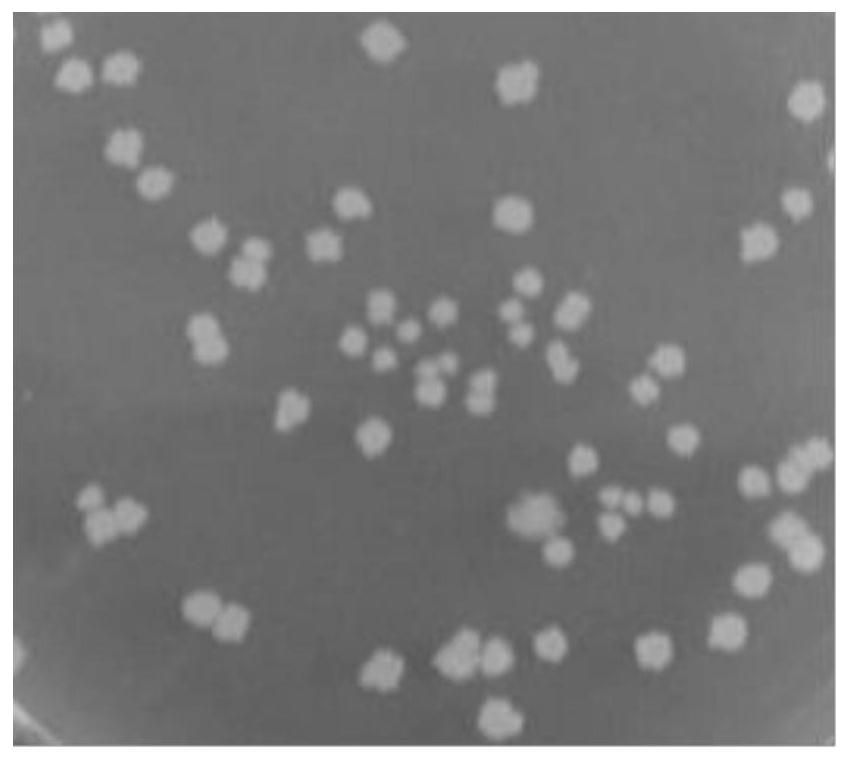 Bacillus subtilis, culture method and application