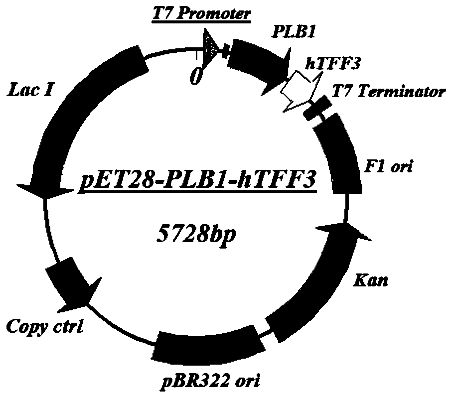 Application of PLB protein in construction of fusion protein expression vector with chaperonin-like protein effect