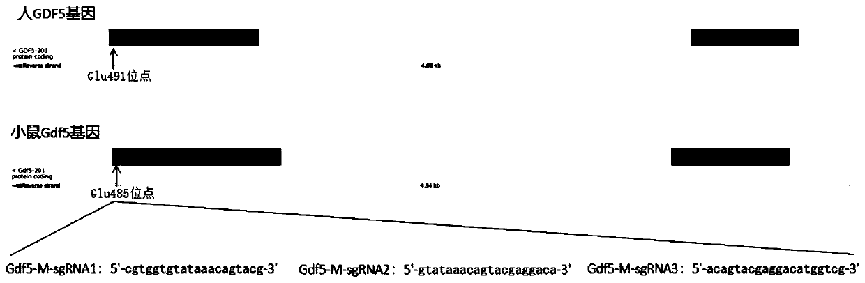 sgRNA guide sequence of specific targeting mouse Gdf5 gene and application thereof