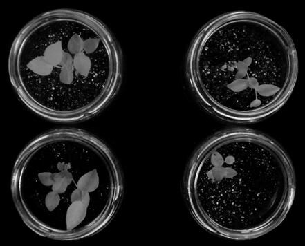 A kind of separation and purification of Rhododendron erinaceus mycorrhizal fungus strain dps-a and its inoculation application method