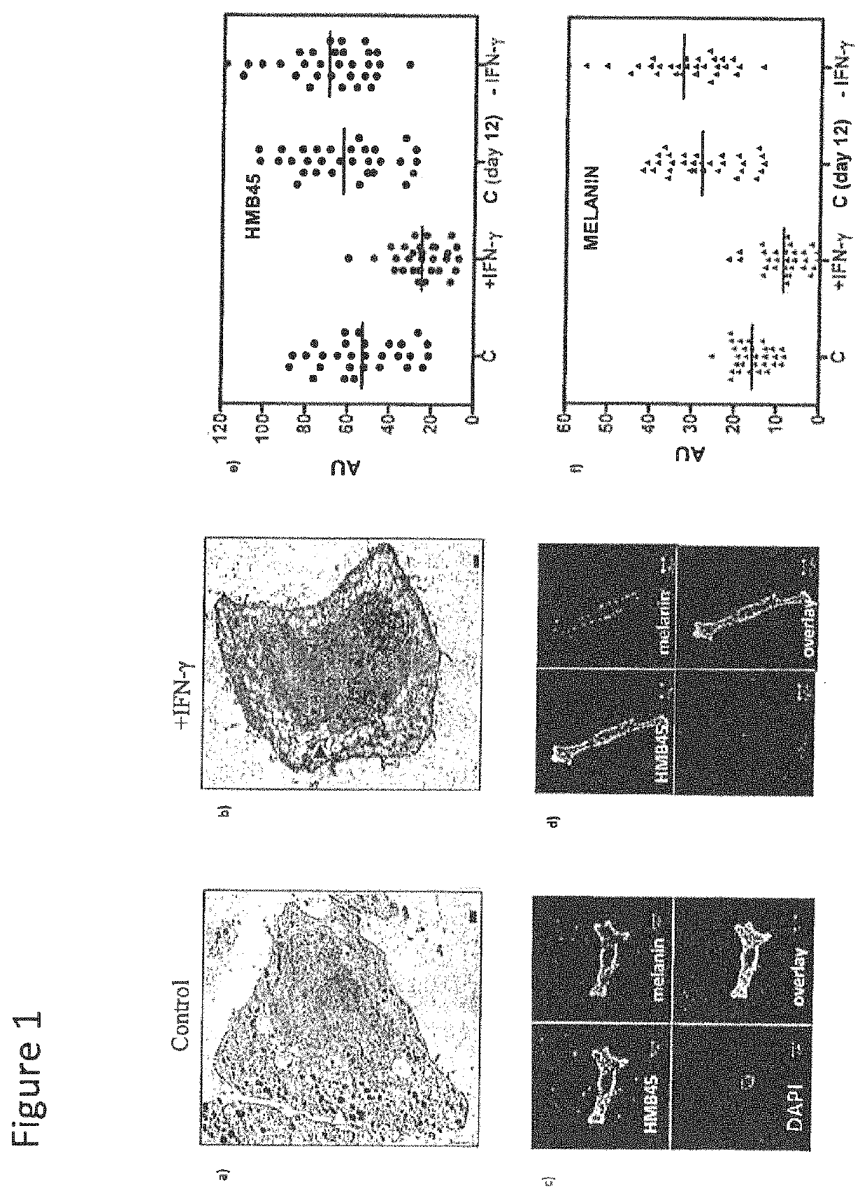 Method to modulate pigmentation process in the melanocytes of skin