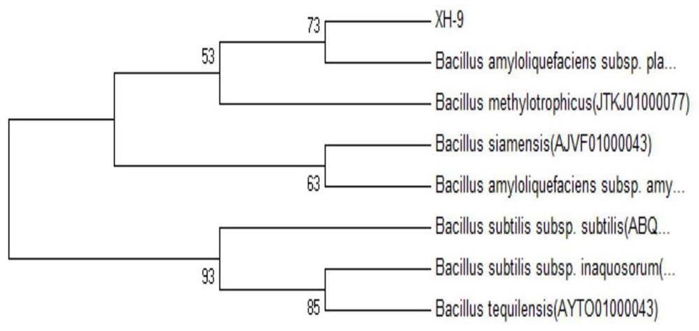 Preparation and application of a subspecies of Bacillus amyloliquefaciens plant and its agent