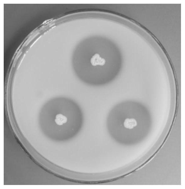 Preparation and application of a subspecies of Bacillus amyloliquefaciens plant and its agent