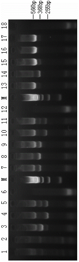 Kit for detecting SLC26A4 gene mutation and application of kit