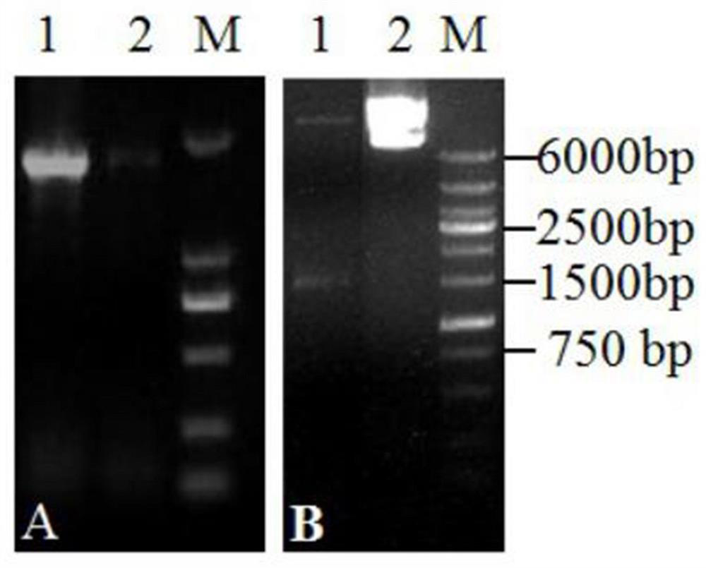 A wheat gene for improving plant scab resistance and its application