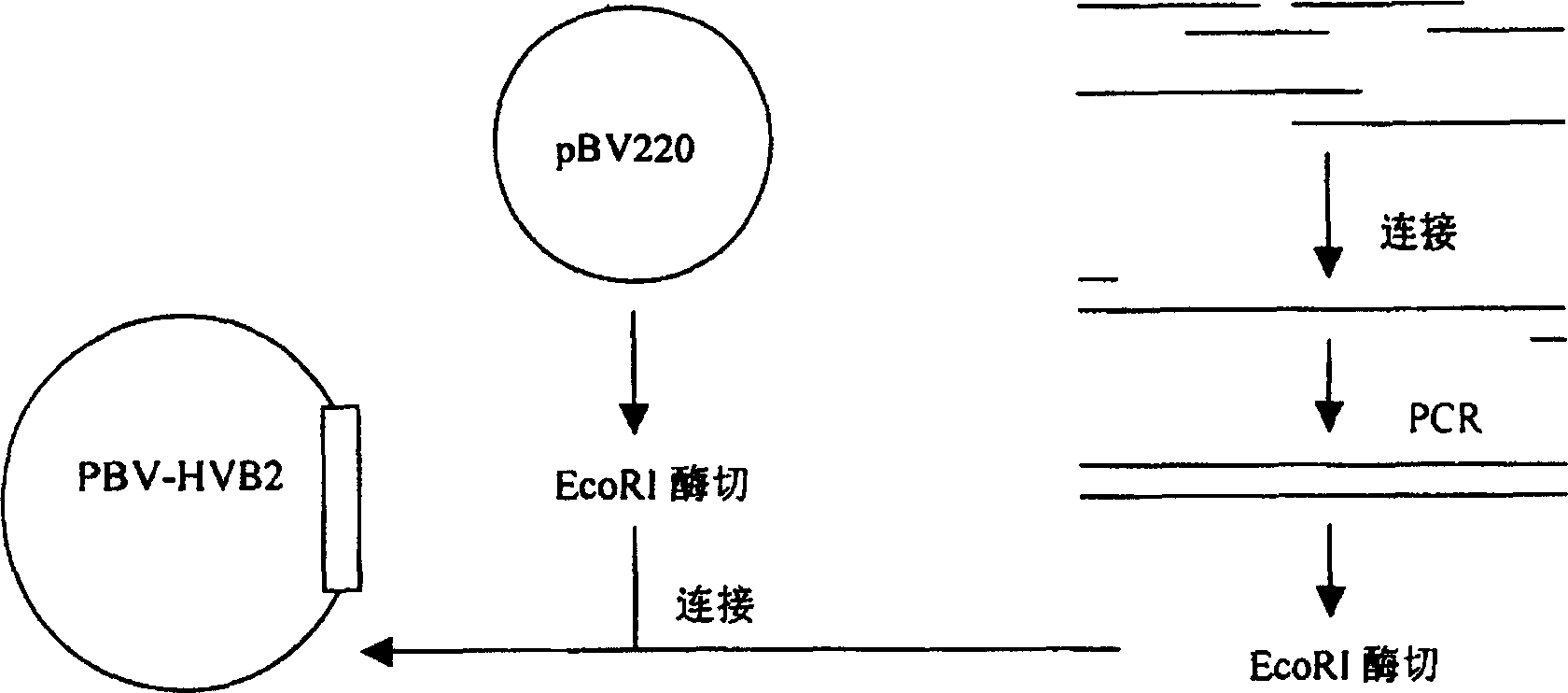 Polyepitope hepatitis C antigen complex polypeptide vaccine and its prepn and application