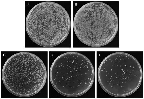 Application of small molecules produced by X. citri as synergists of thiazole fungicides in disease control