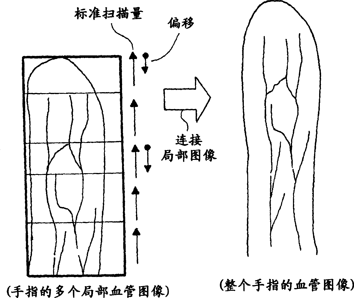 Image input apparatus and person authentication system using an image input apparatus