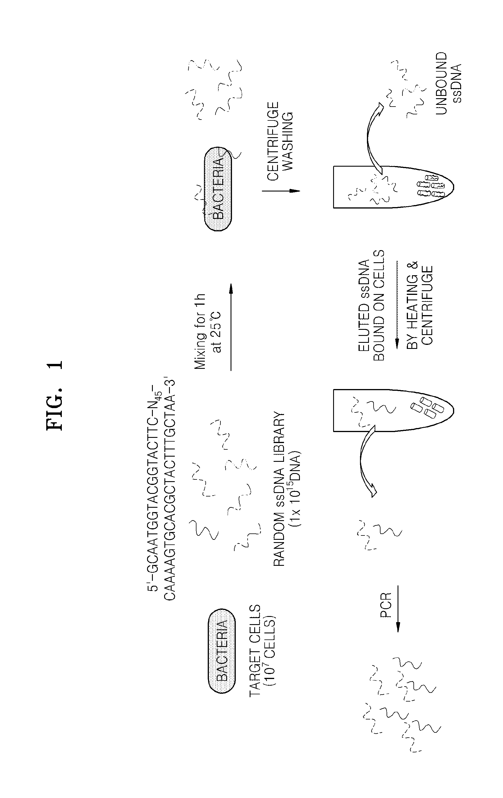 Single-stranded nucleic acid aptamers specifically binding to klebsiella pneumoniae and method for detecting k. pneumonia using the same