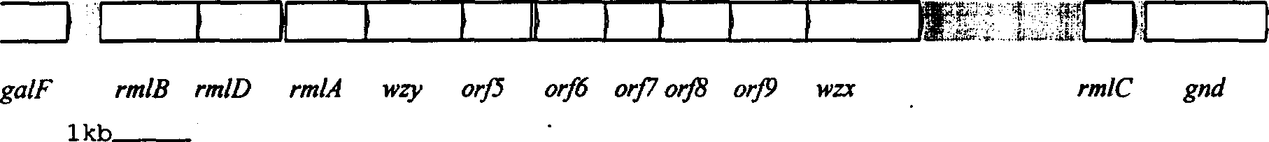 Nucleotide specific for escherichia coli 054 O-antigen