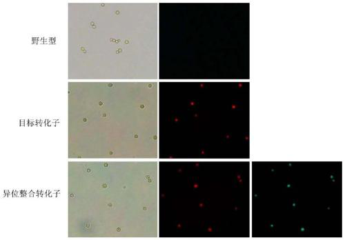 Double-fluorescence screening method for fungal gene knockout