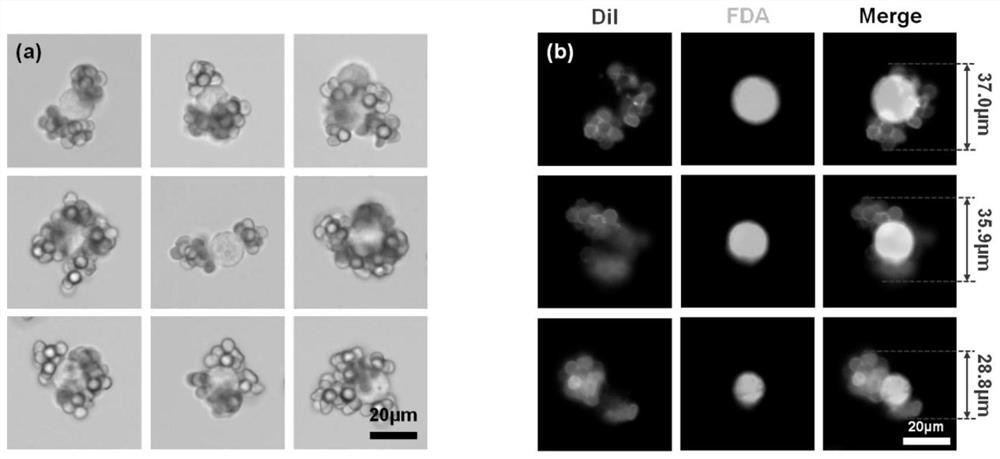 Erythrocyte cluster for enriching circulating tumor cells (CTCs) based on size filtering method