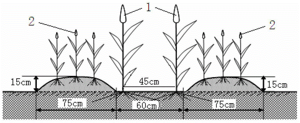 intercropping ridge irrigation method