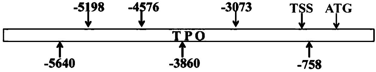 The sarna molecule of tpo gene and its application