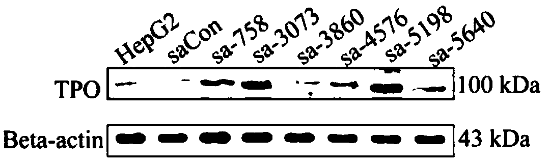 The sarna molecule of tpo gene and its application