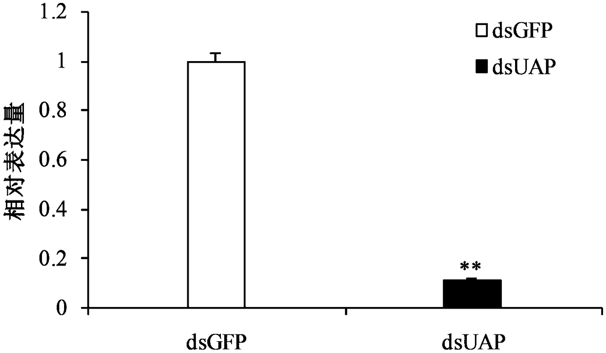 Sogatalla furcifera UDP-N-acetylglucosamine pyrophosphorylase gene segment and application of its dsRNA