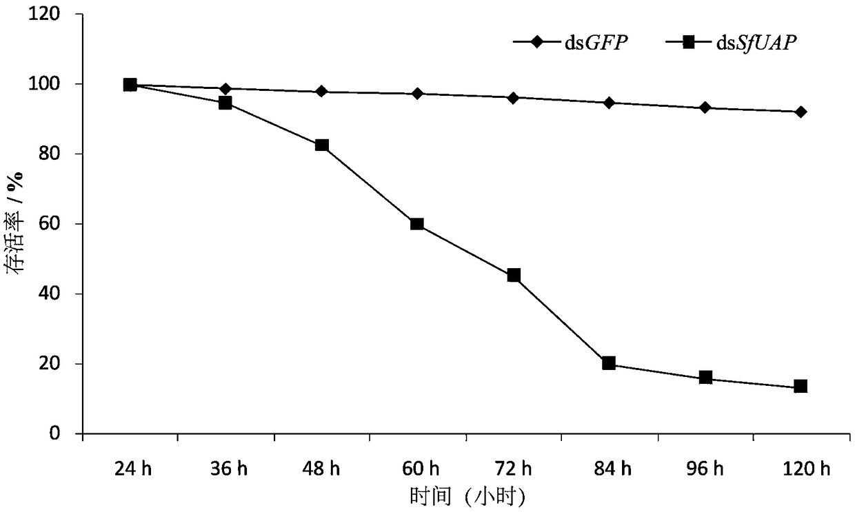 Sogatalla furcifera UDP-N-acetylglucosamine pyrophosphorylase gene segment and application of its dsRNA