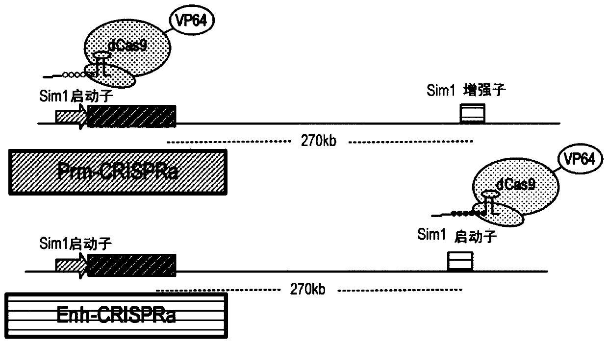 Gene therapy for haploinsufficiency