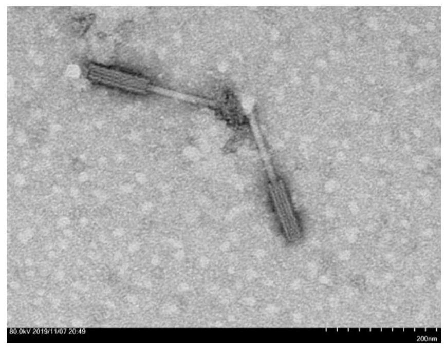 Marine-derived vibrio bacteriophage, microecological preparation and preparation method and application of marine-derived vibrio bacteriophage