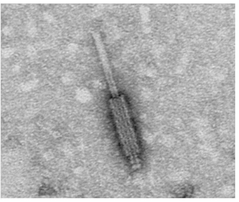 Marine-derived vibrio bacteriophage, microecological preparation and preparation method and application of marine-derived vibrio bacteriophage