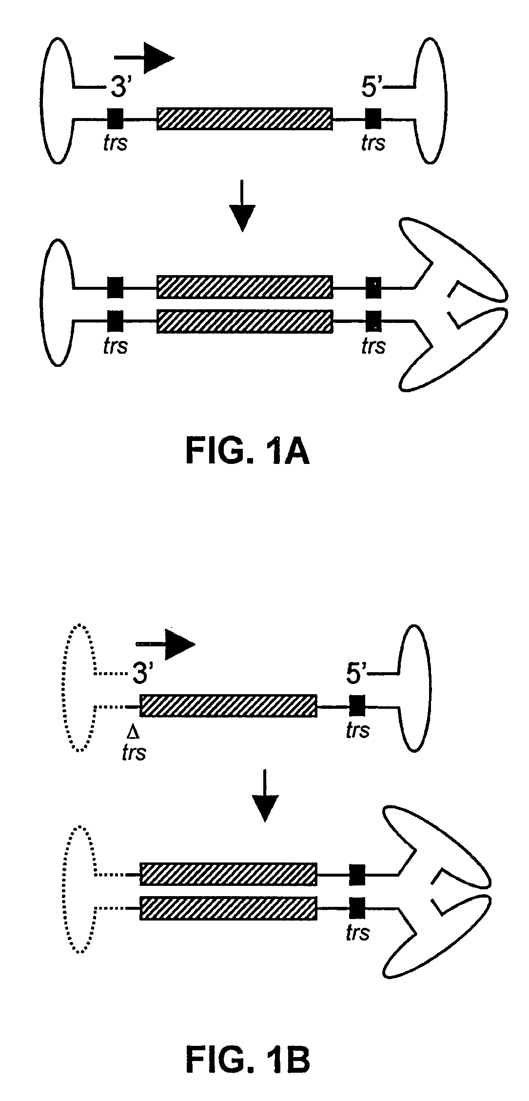 Self-complementary parvoviral vectors, and methods for making and using the same