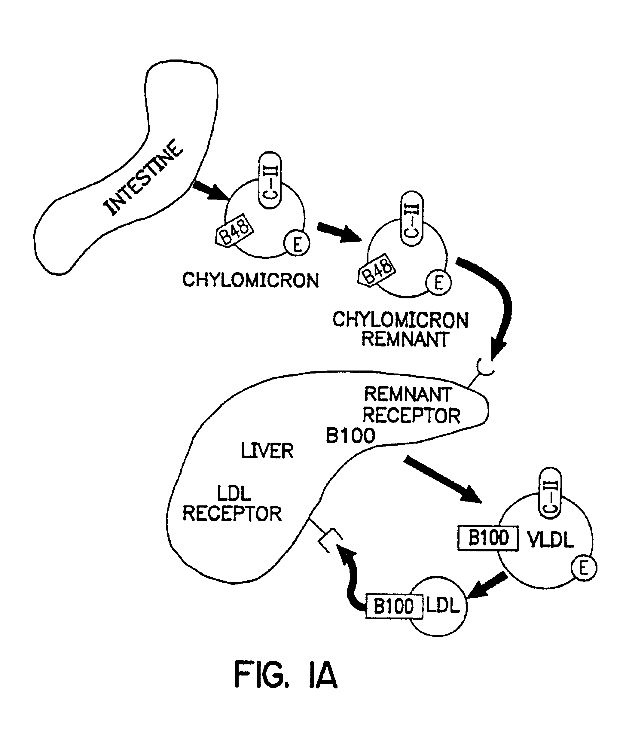 Methods and compositions for the treatment of defects in lipoprotein metabolism