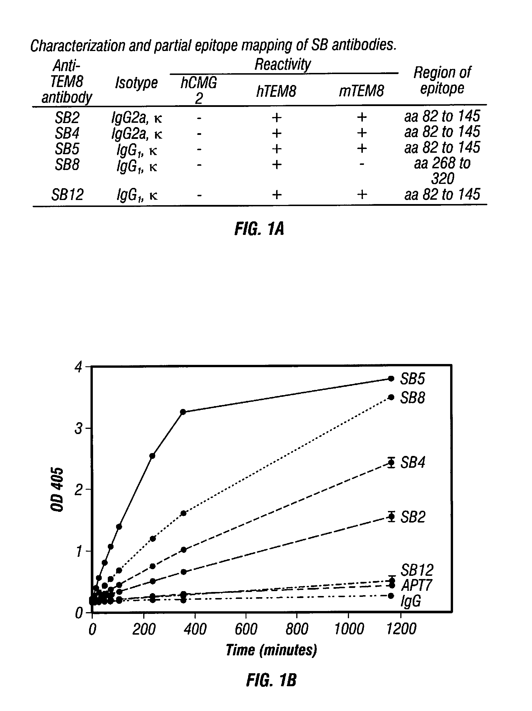 Antibodies to tumor endothelial marker 8