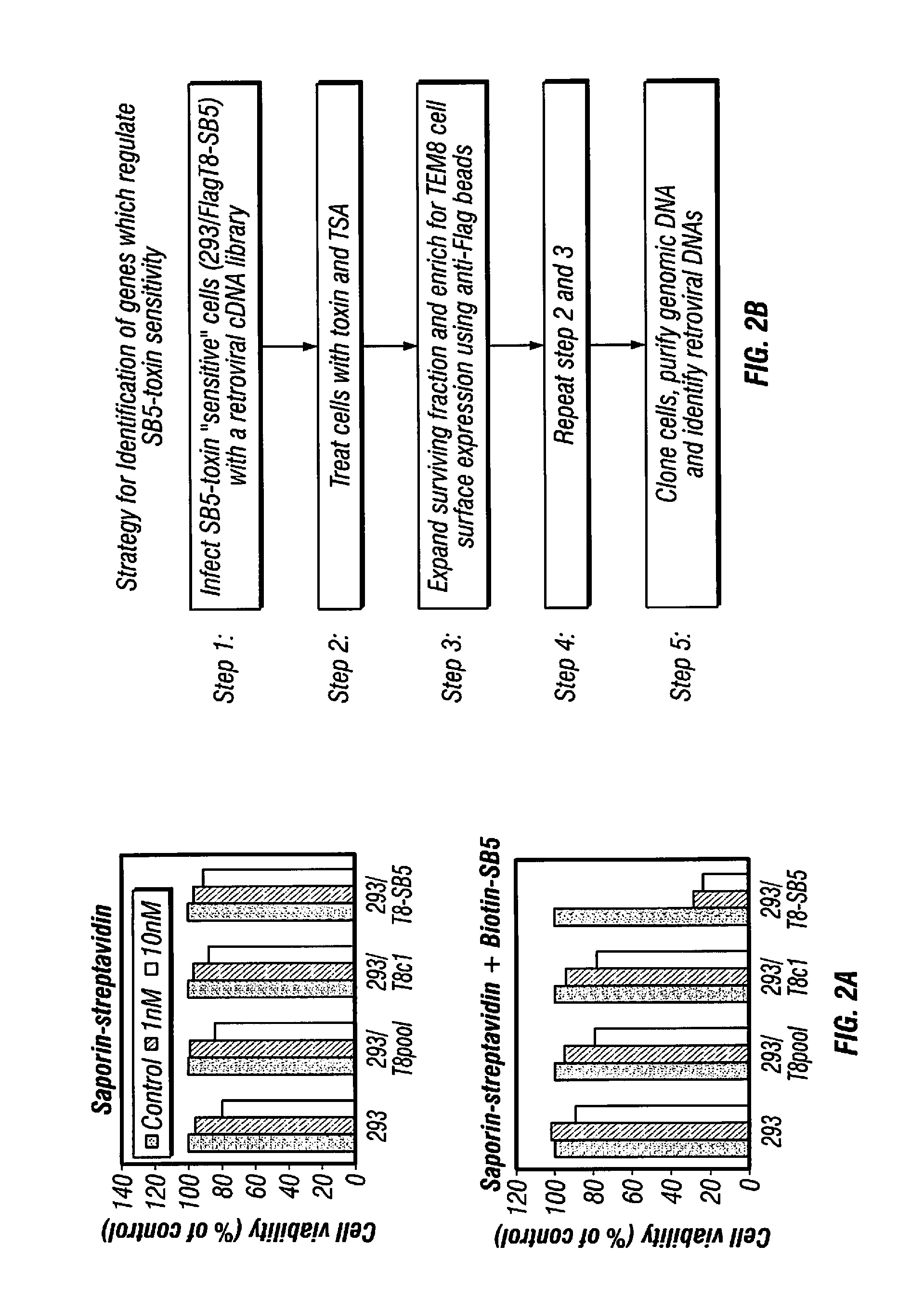 Antibodies to tumor endothelial marker 8