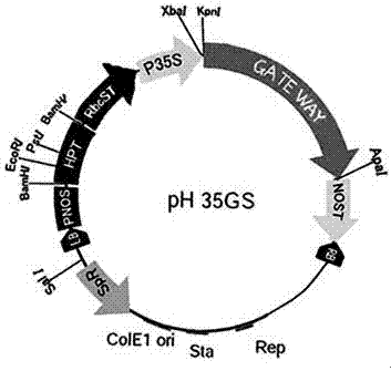 Tamarix chinensis salt stress response key gene TcARF6 and application thereof