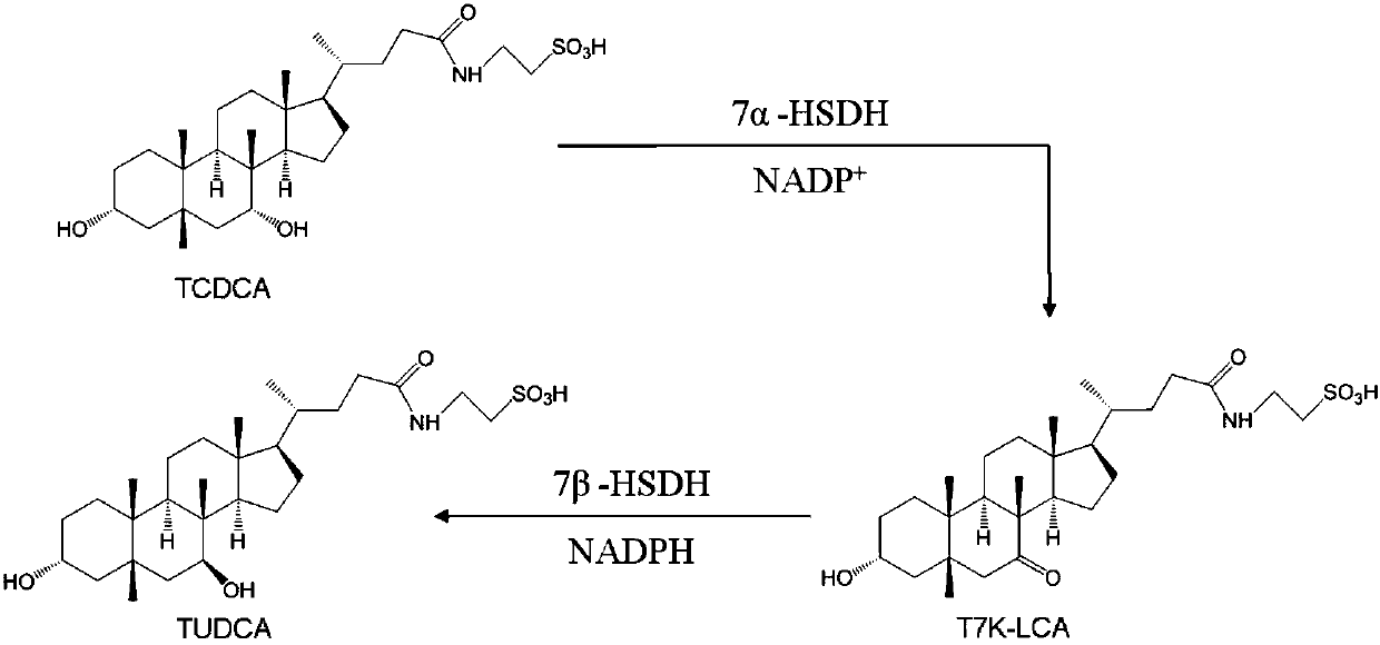 Sardinia clostridium 7alpha-hydroxy steroid dehydrogenase mutant K179M