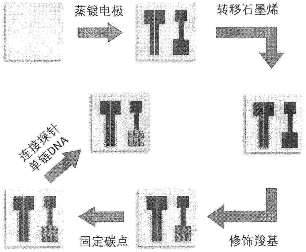 Graphene transistor label-free DNA sensor and preparation method thereof