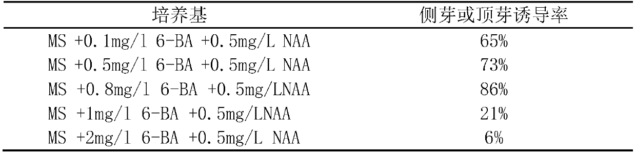 A method for tissue culture and rapid propagation of an excellent single plant of hibiscus purple flowers in dry land