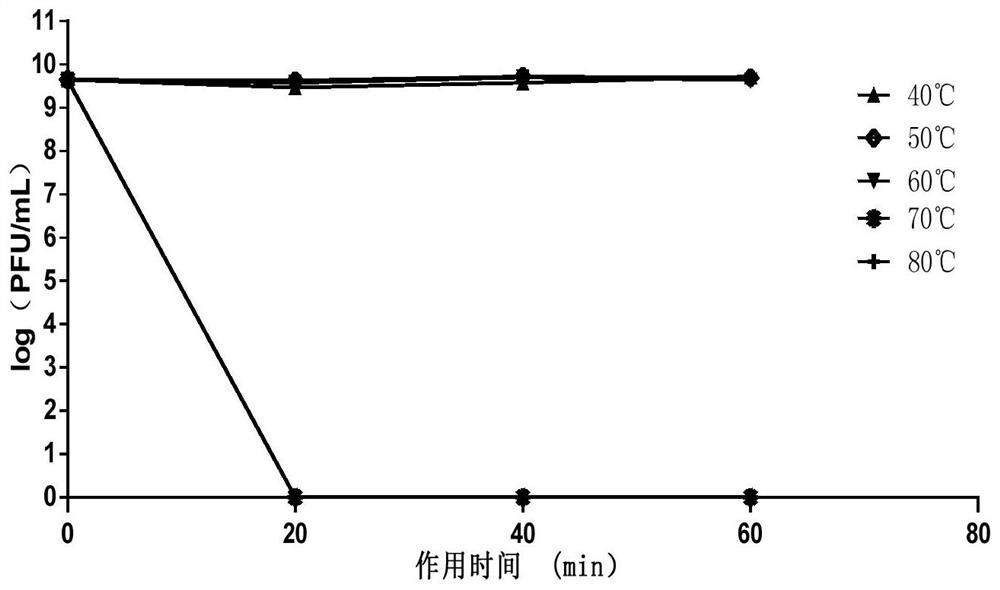 Novel vibrio alginolyticus phage, its composition and its application