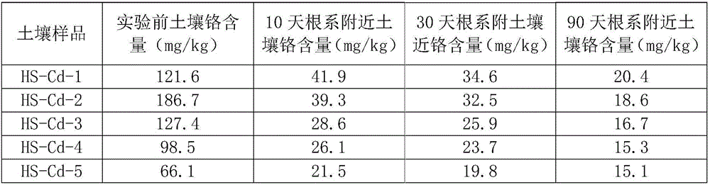 Preparation method of fungal inoculant for improving soil heavy metal pollution