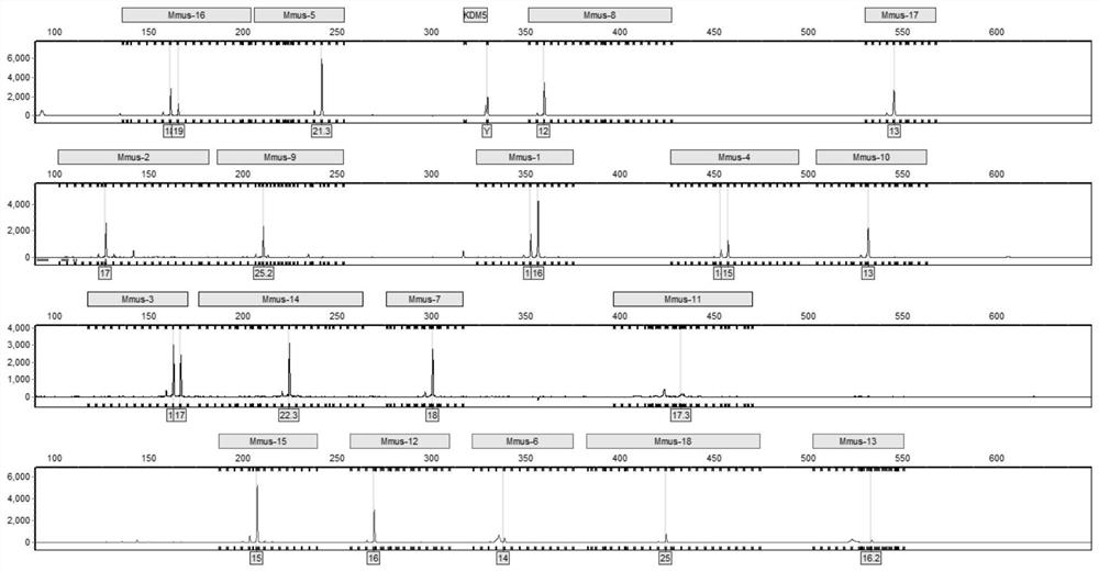 Multiplex amplification system for mouse short tandem repeats, and detection kit