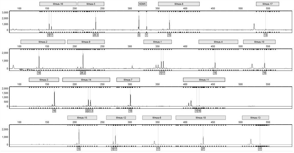 Multiplex amplification system for mouse short tandem repeats, and detection kit