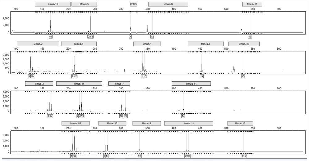 Multiplex amplification system for mouse short tandem repeats, and detection kit