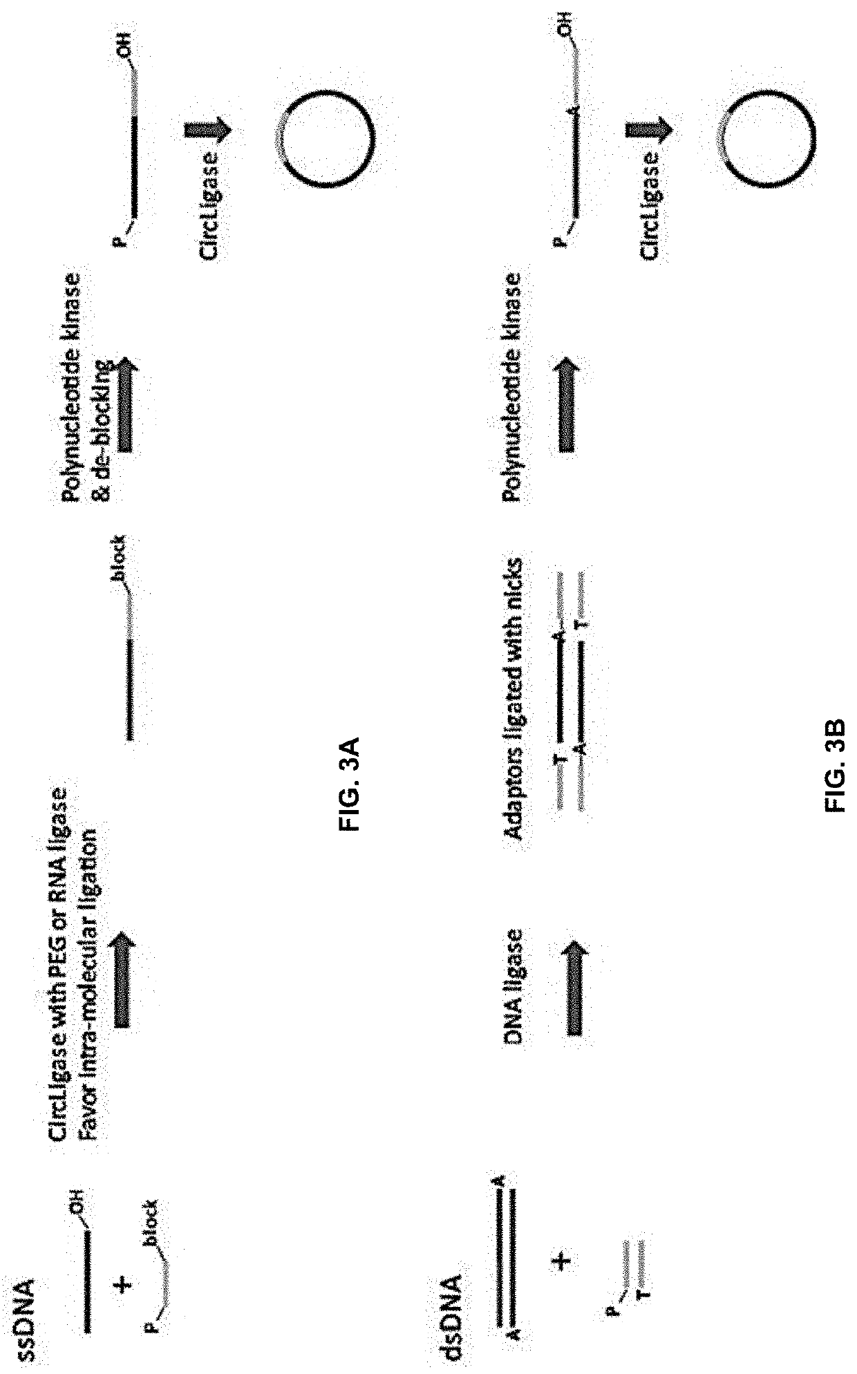 Compositions and methods for digital polymerase chain reaction