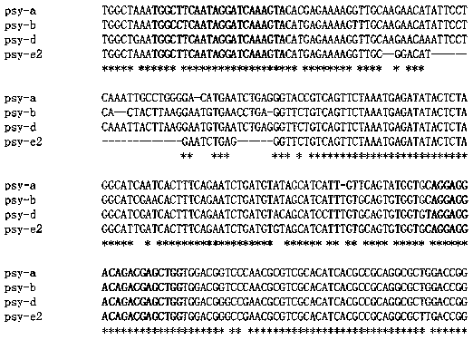 Functional marker for wheat phytoene synthase gene psy-e2 and application thereof