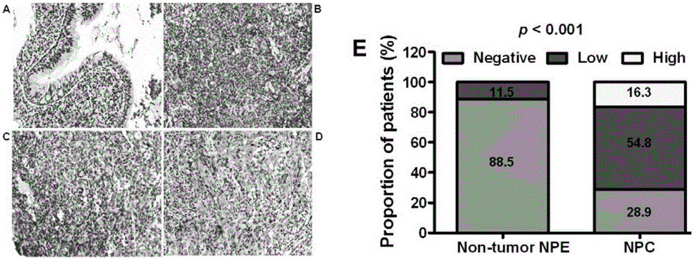 Application method of EB virus encoded EBER-1