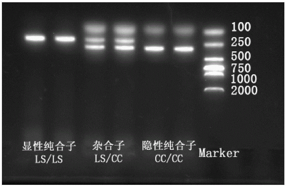 Primer composition for discriminating green-shelled-egg chicken genotype and use thereof