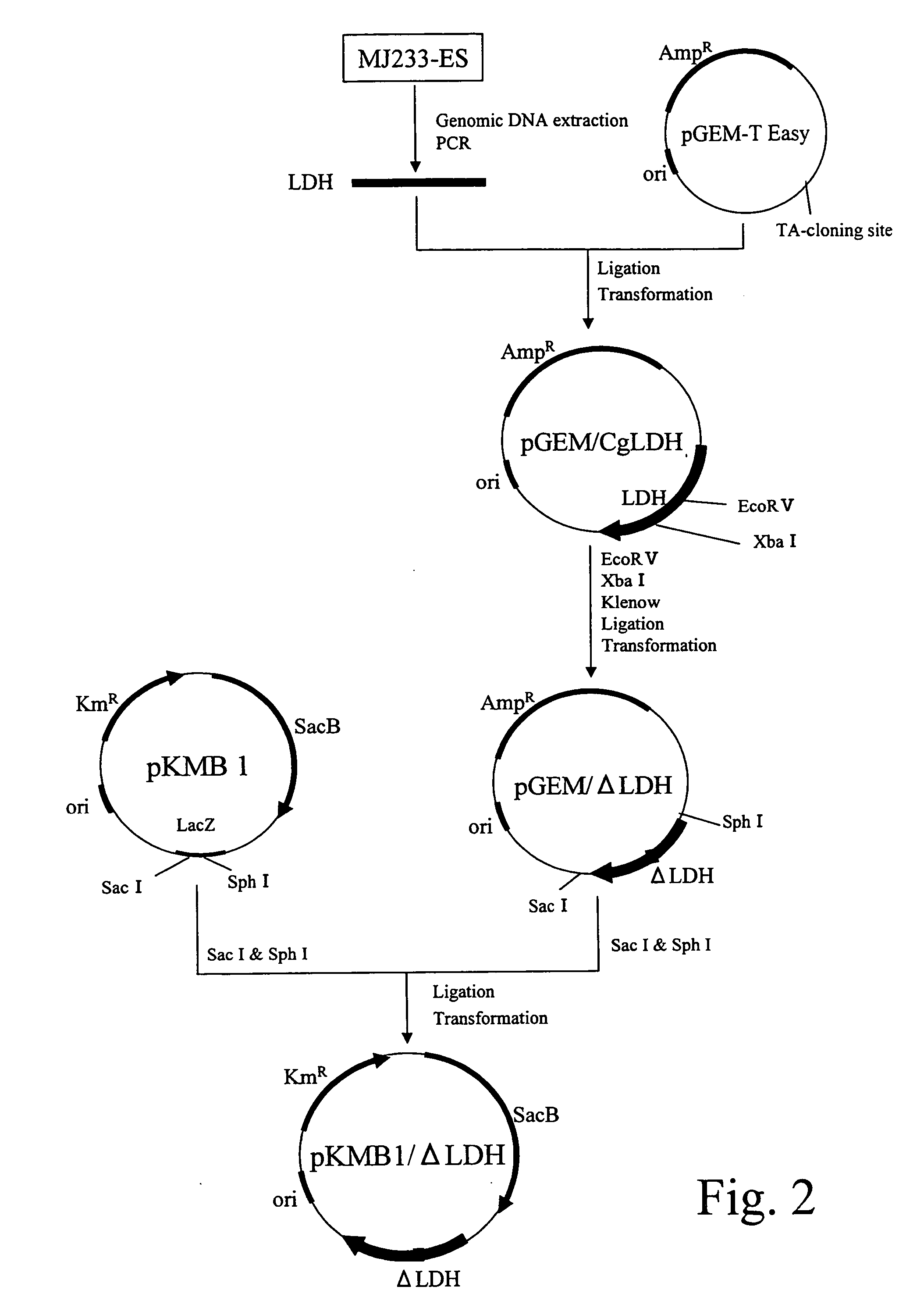 Process for producing succinic acid
