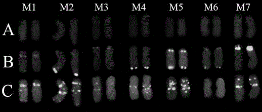 FISH detection method for aegilops comosa chromosome in wheat